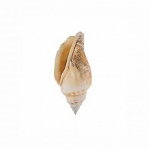 Ракушки Strombus Urceus 15шт Zlatka Blumentag DRF-021