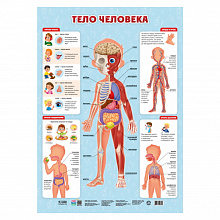 Плакат Тело человека 45х64см ГЕОДОМ, 4607177458106