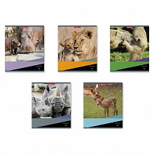 Тетрадь  48л клетка ассорти Идиллия Erich Krause, 47527