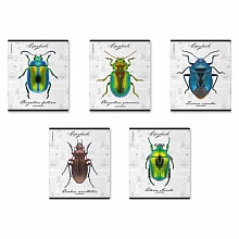 Тетрадь  48л клетка ассорти Жуки Erich Krause, 60612